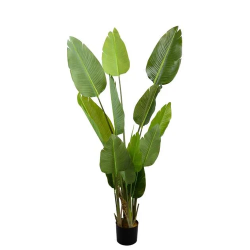 Arborele Strelitzia 170