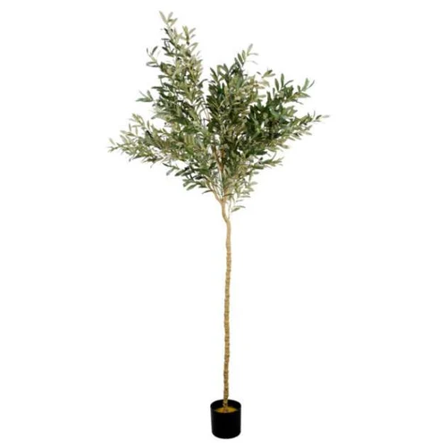 Arbore de Maslin 180