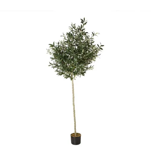 Arbore de Maslin 240